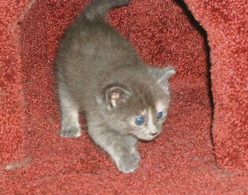 Kitten in kitty condo